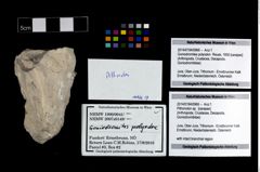 Foto (Objekt + Etikett) von Pithonoton sp.  (NHMW-GEO-2014-0194-0966)